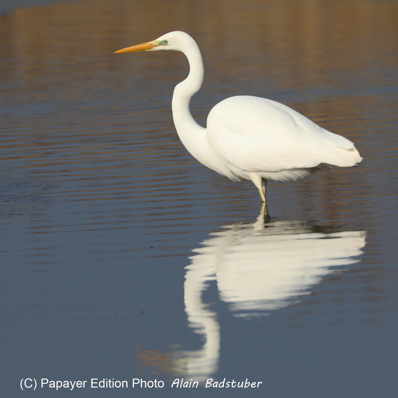 Faune et Flore de Suisse, 2022, Champs-Pittet, Grande Aigrette