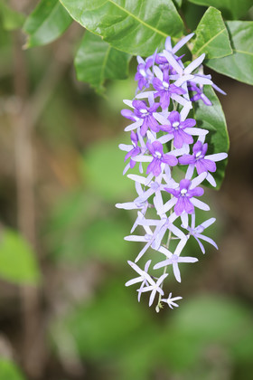 Végétaux et Champignons