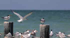 Deuxième séjour à Sarteneja, Bélize, Novembre - Décembre 2021