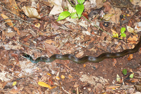 Serpents du Belize, Speckled racer, Drymobius margariferus