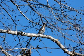 Images_Belize_2011_346