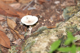 Végétaux et Champignons