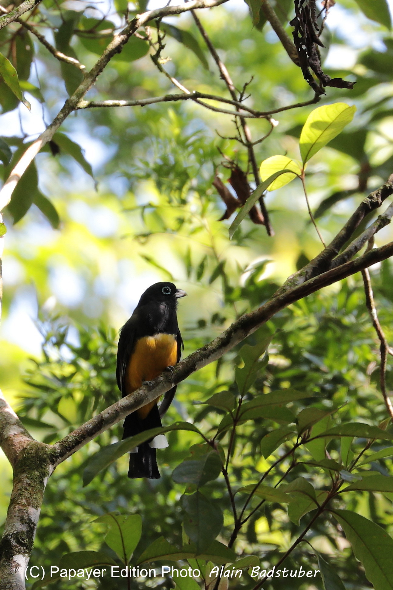 Hickatee Cottages, 4 jours de photo