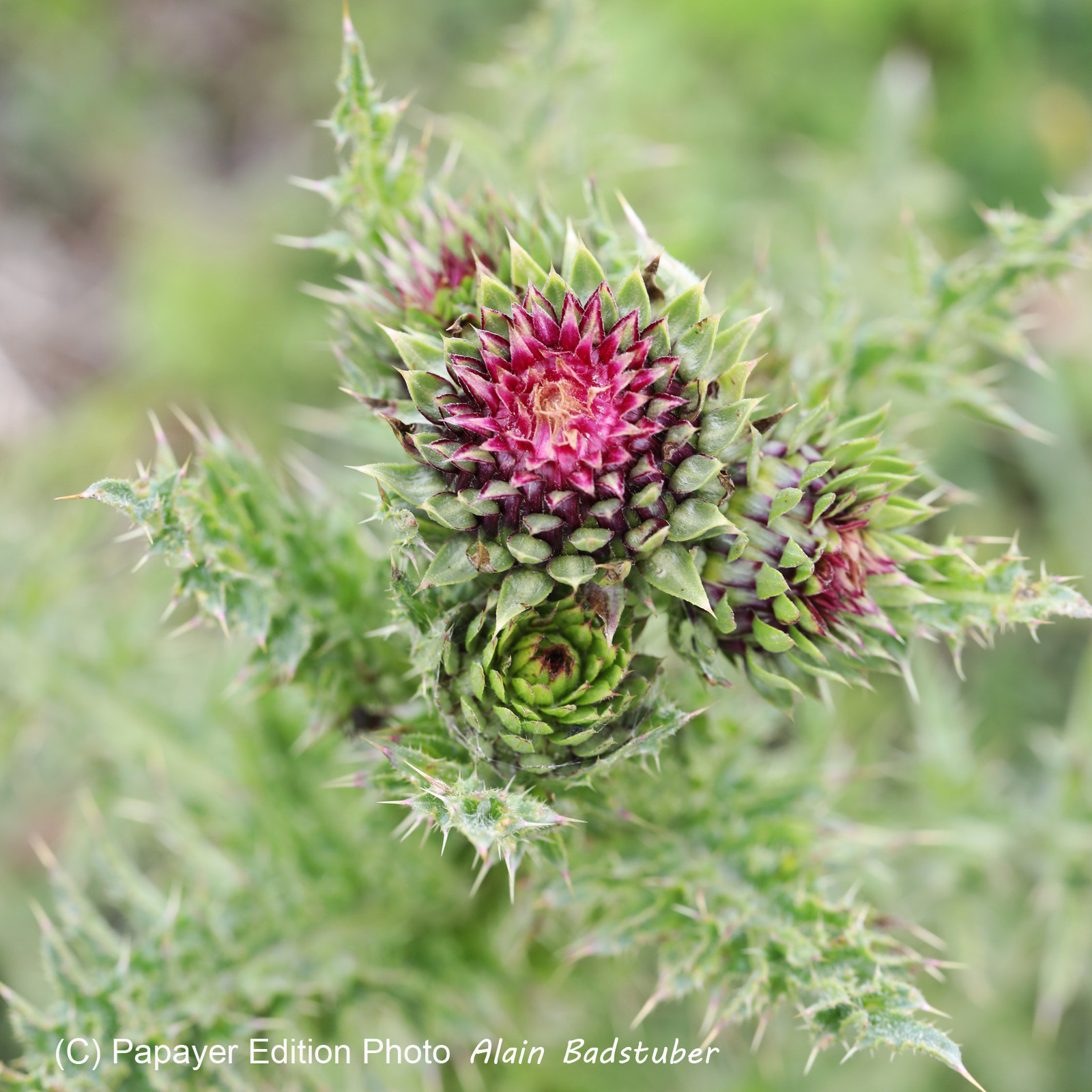 Chardon pas encore déterminé...