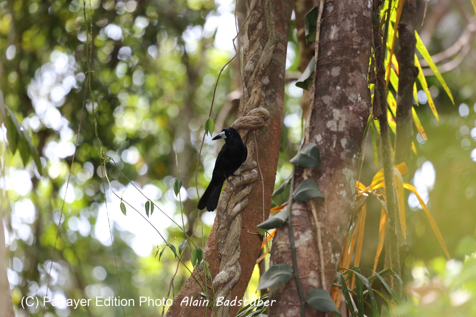 Oiseaux à Cape Tribulation