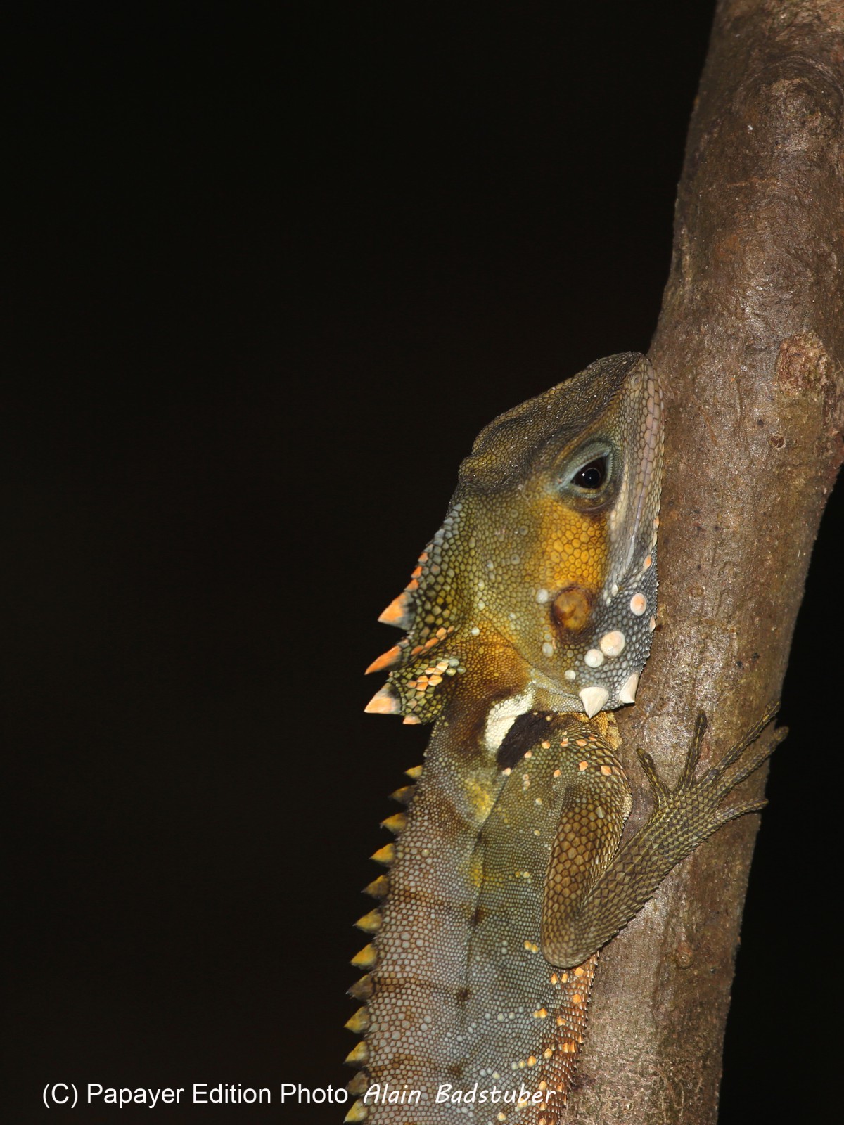 Reptiles à Cape Tribulation