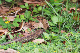 Punta Culebra Nature Center