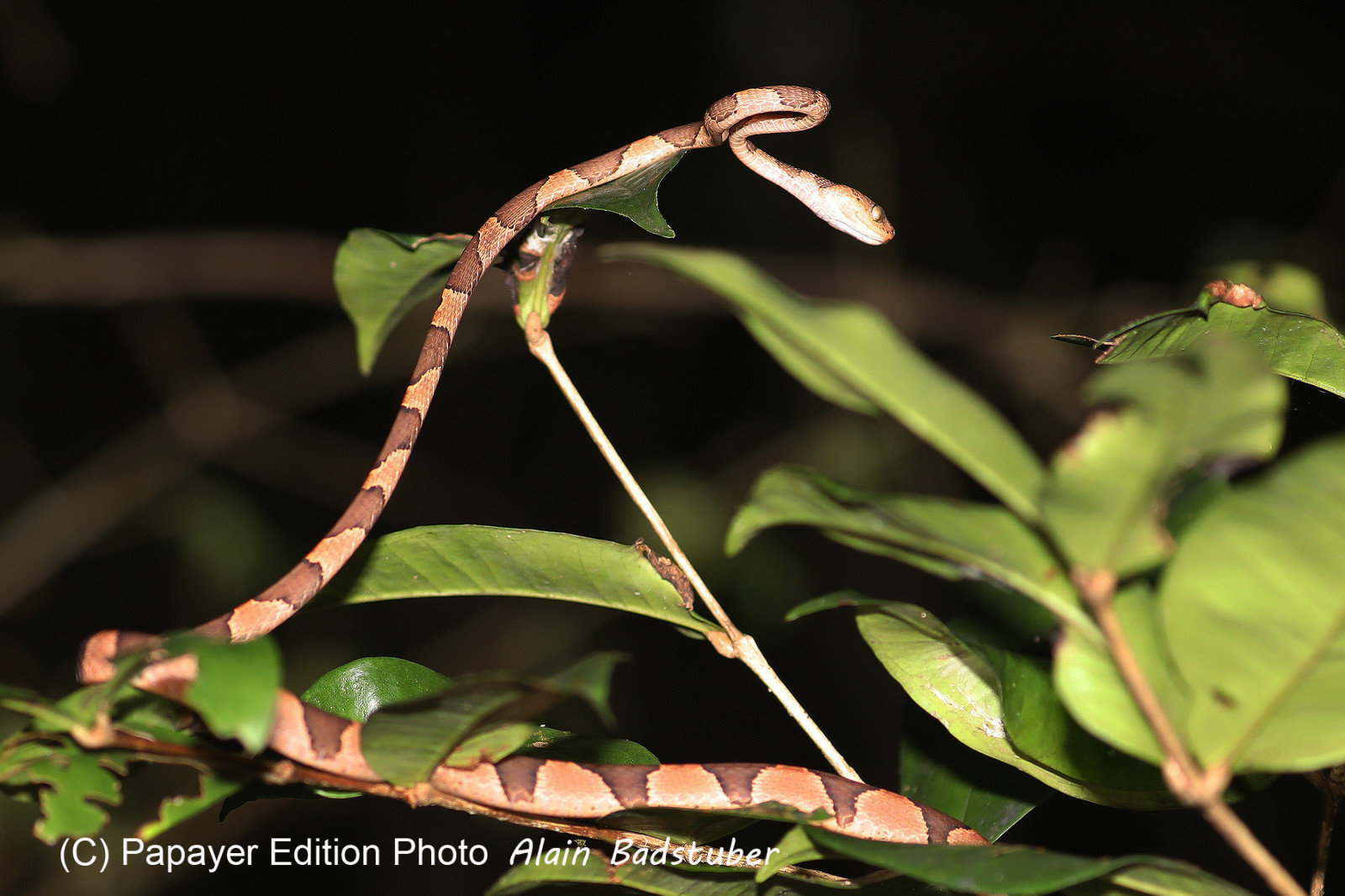 Serpents du Belize, Blunthead tree snake, Imantodes cenchoa