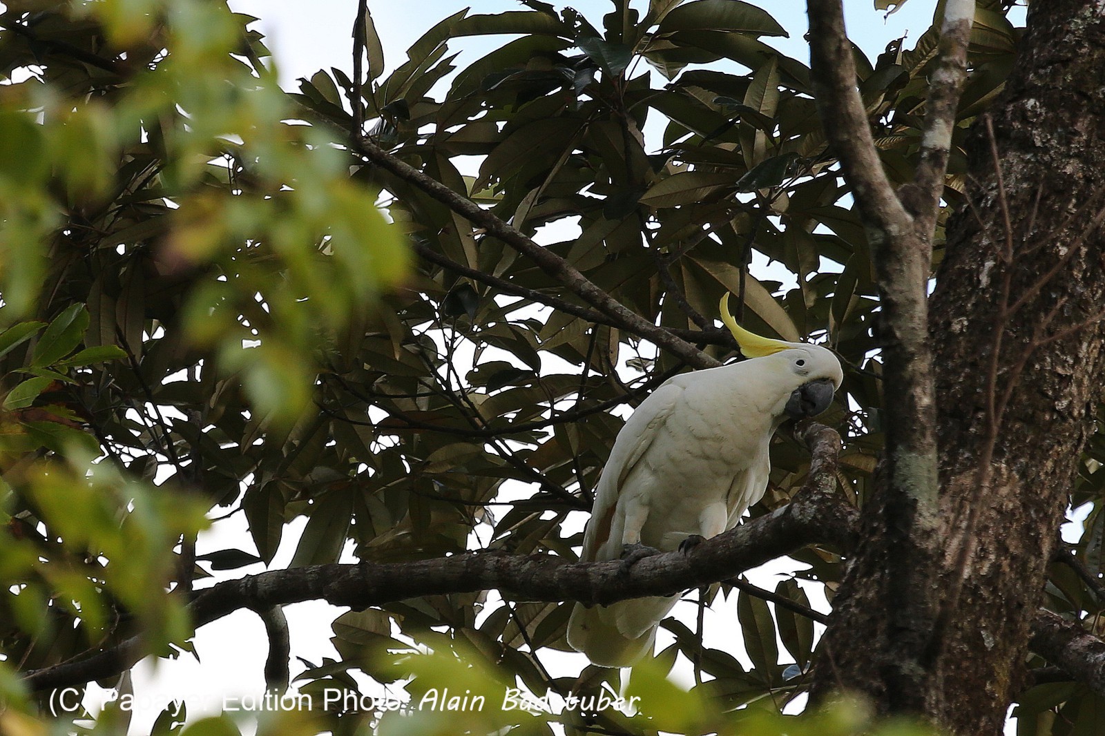 Oiseaux à Cape Tribulation
