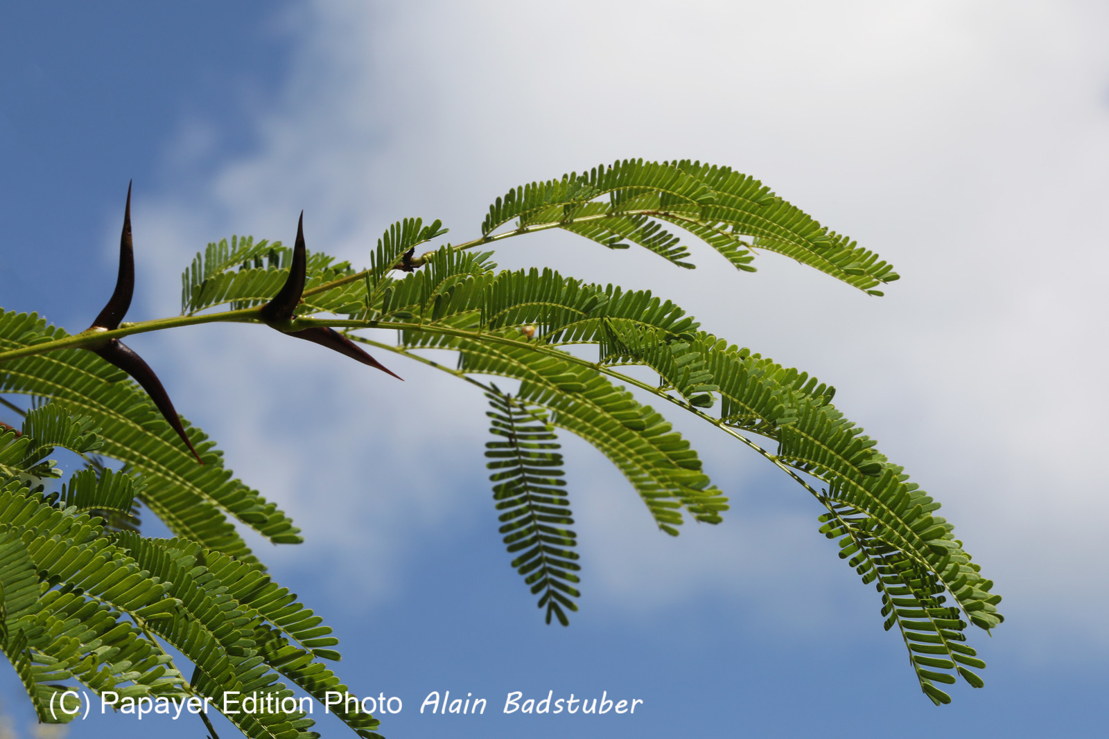 Végétaux et Champignons
