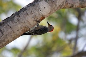 Images_Belize_2011_058