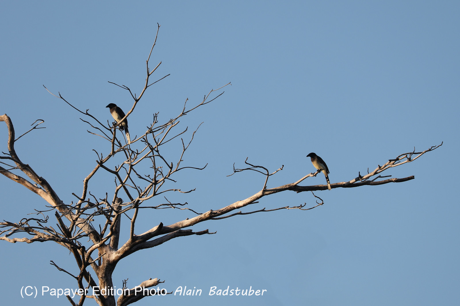 Deuxième séjour à Sarteneja, Bélize, Novembre - Décembre 2021