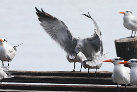 Hopkins, Octobre-Novembre 2021