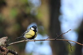 Faune et Flore de Suisse, 2022, Vaumarcus, Mésange Charbonnière