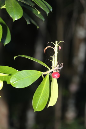 Quatre jours de terrain à Punta Gorda