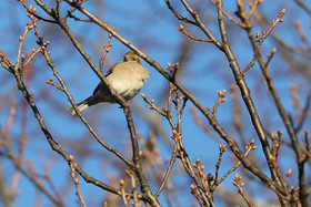 Faune et Flore de Suisse, 2022