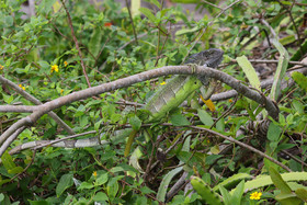 Punta Culebra Nature Center
