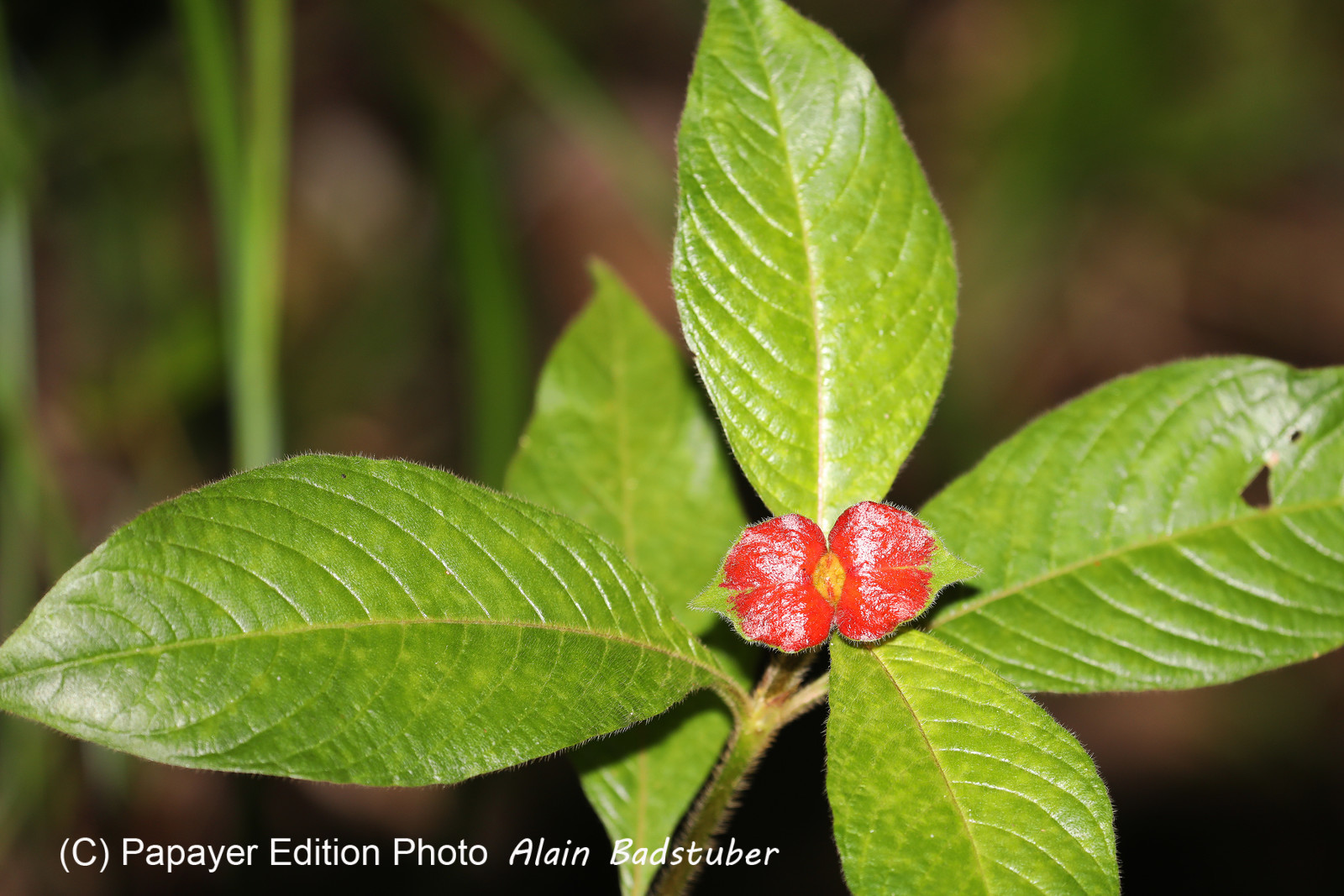 Quatre jours de terrain à Punta Gorda