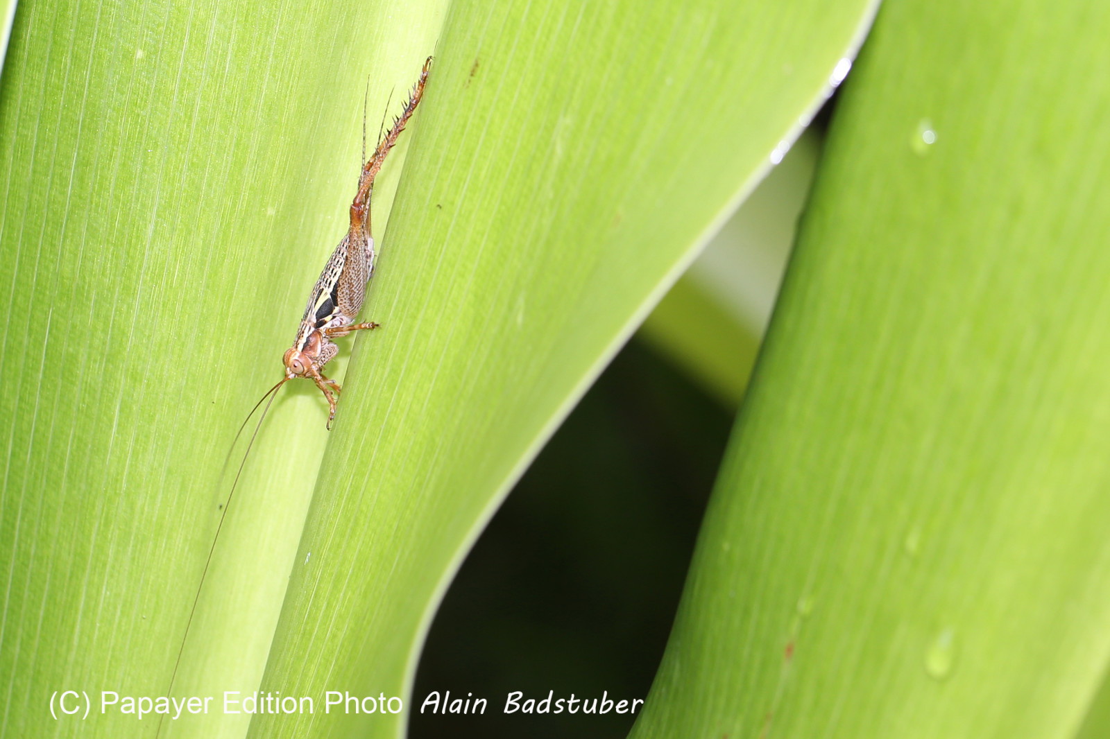 L'Australie à Cow Bay et Cape Tribulation en 2017
