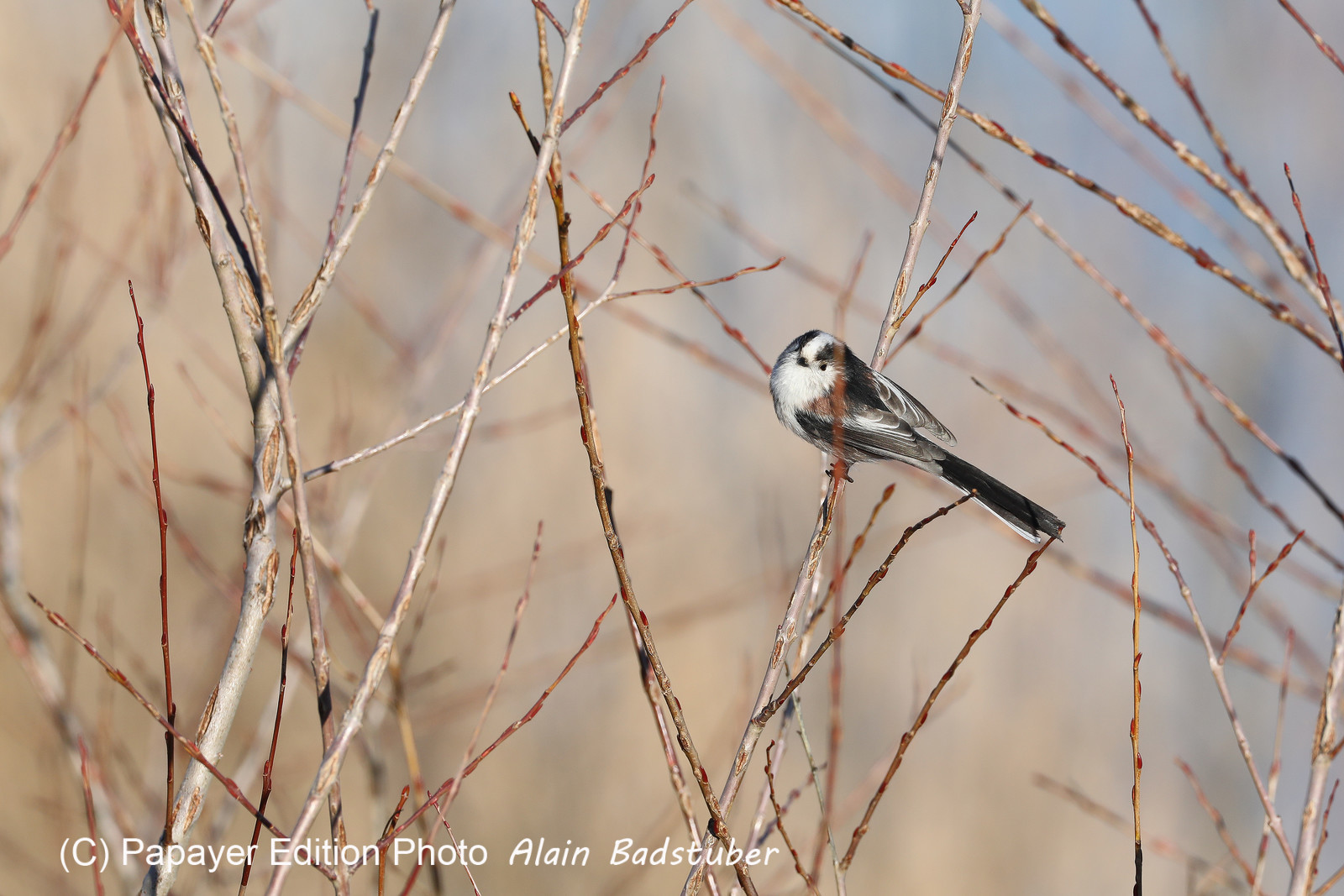 Faune et Flore de Suisse, 2022, Vaumarcus, Mésange à longue queue