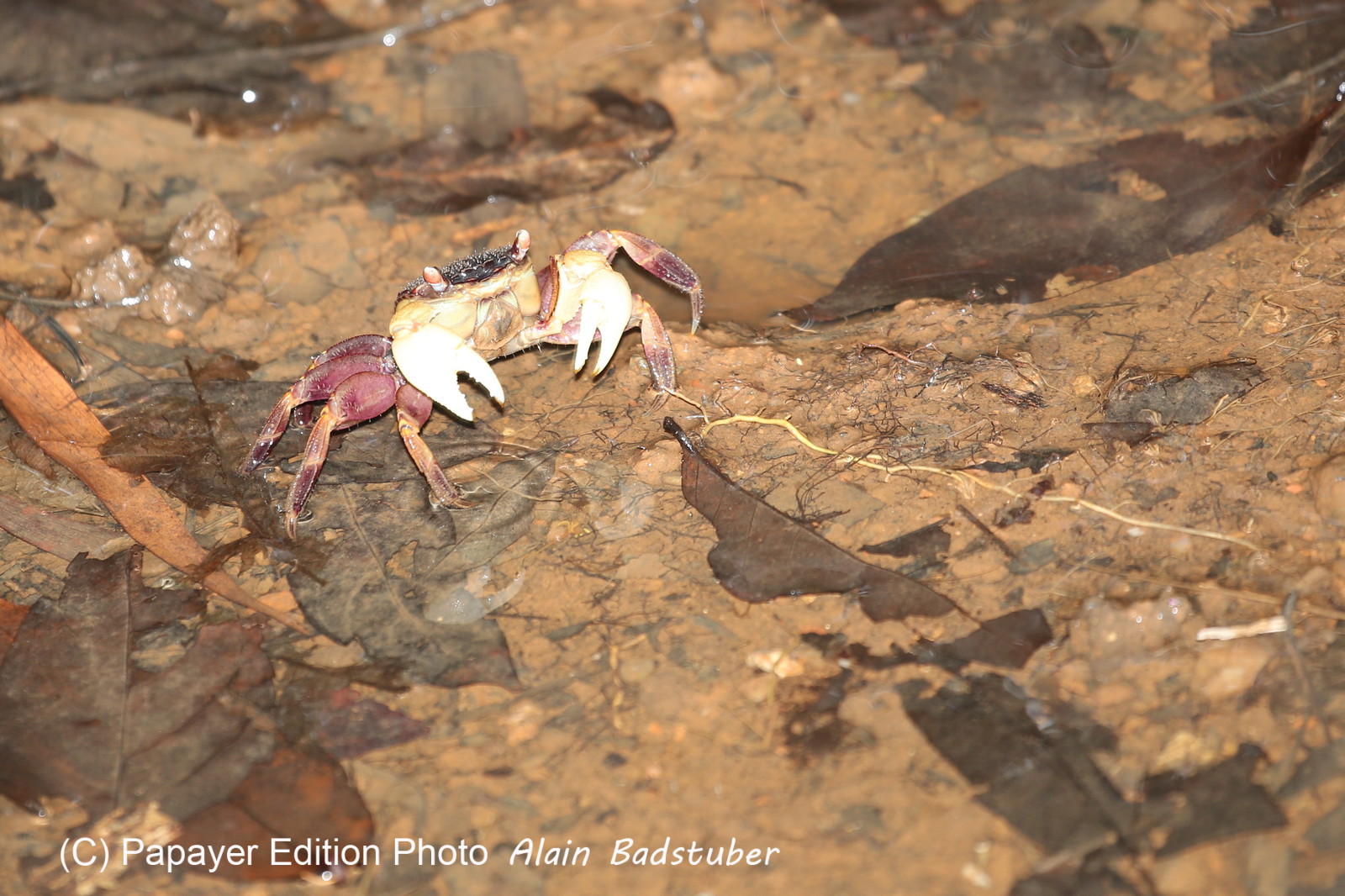 L'Australie à Cow Bay et Cape Tribulation en 2017