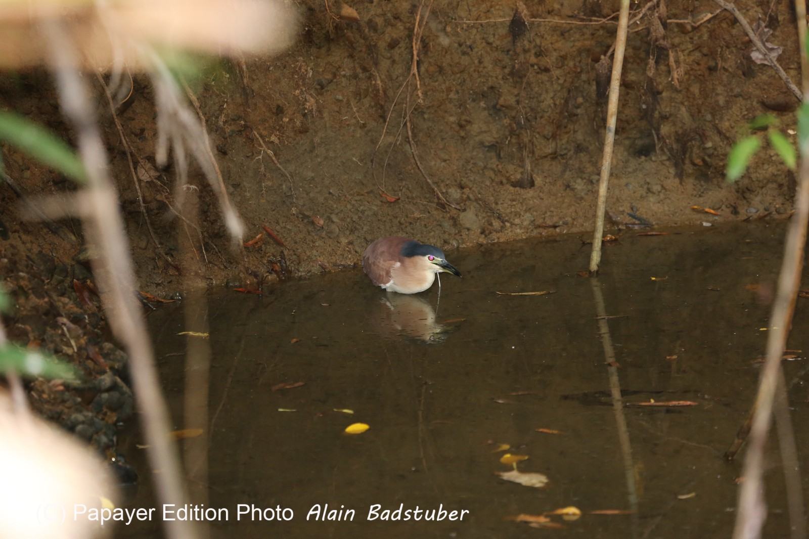 Oiseaux à Cape Tribulation