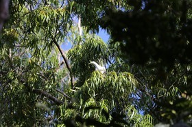 Oiseaux à Cape Tribulation