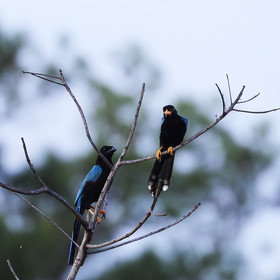 Premier séjour à Crooked Tree , au Bélize en octobre 2021