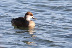 Faune et Flore de Suisse, 2022, Vaumarcus, Nettes rousses