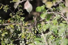 Premier séjour à Crooked Tree , au Bélize en octobre 2021