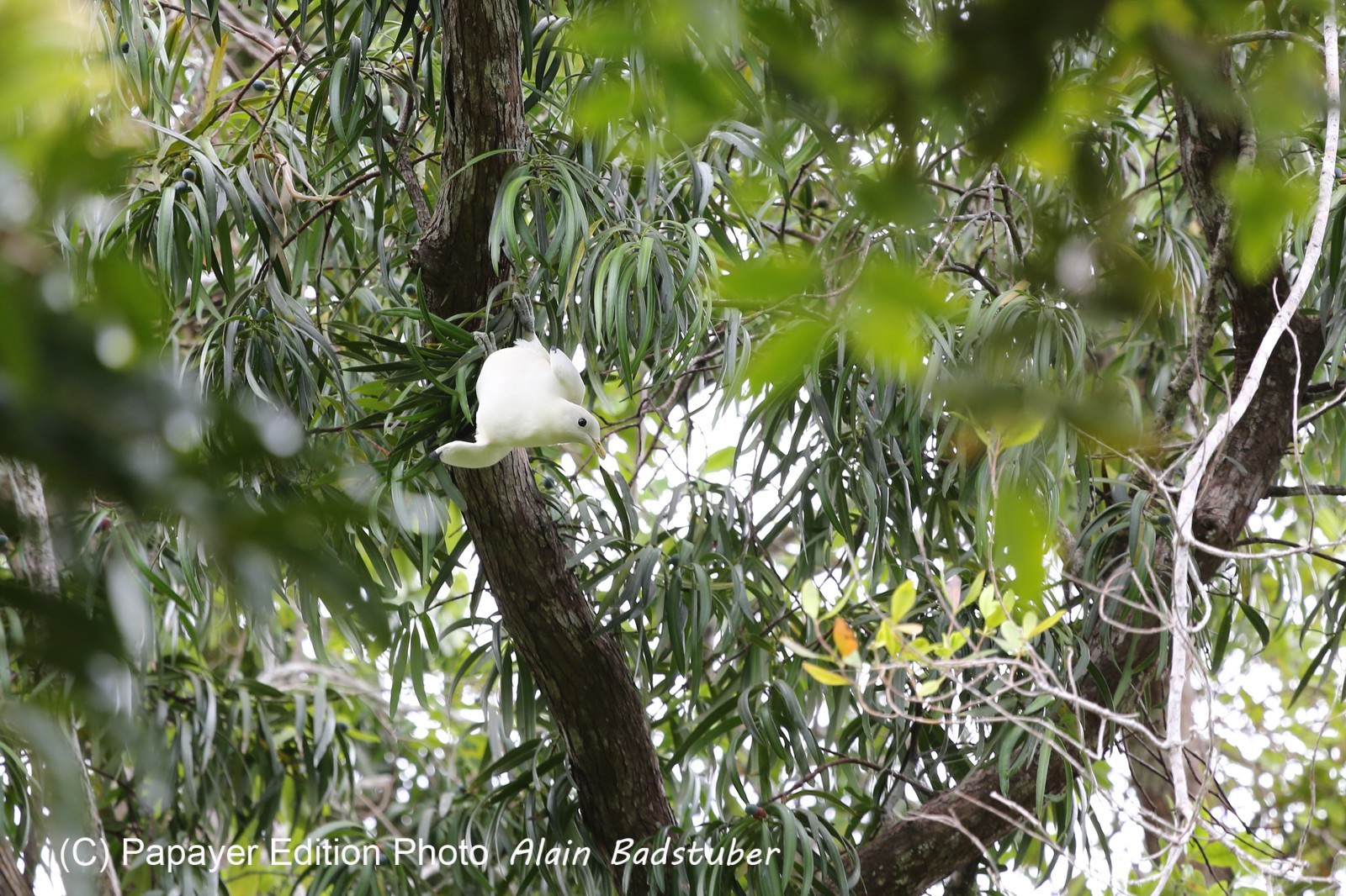Oiseaux à Cape Tribulation