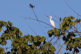 Aigrette-neigeuse_5.jpg