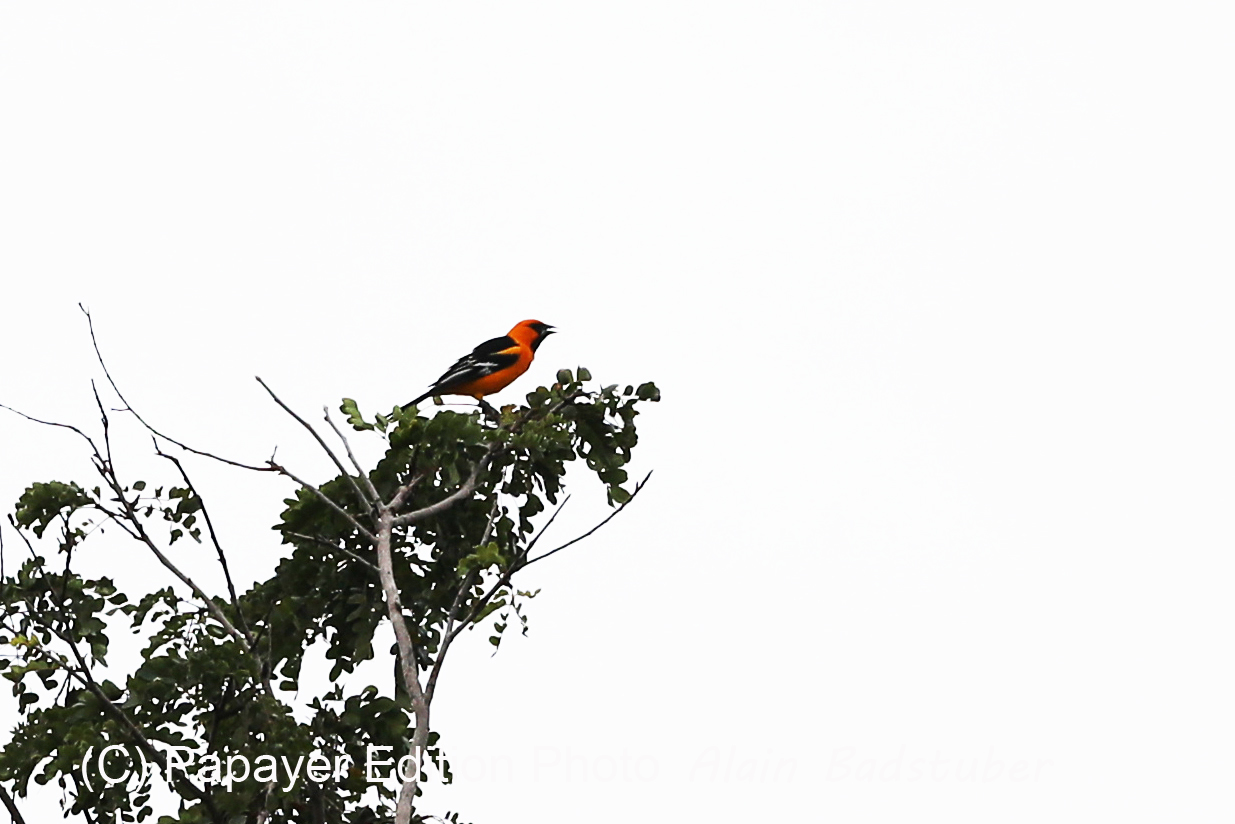 Deuxième séjour à Sarteneja, Bélize, Novembre - Décembre 2021