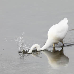 Faune et Flore de Suisse, 2022, Champs-Pittet, Grande Aigrette