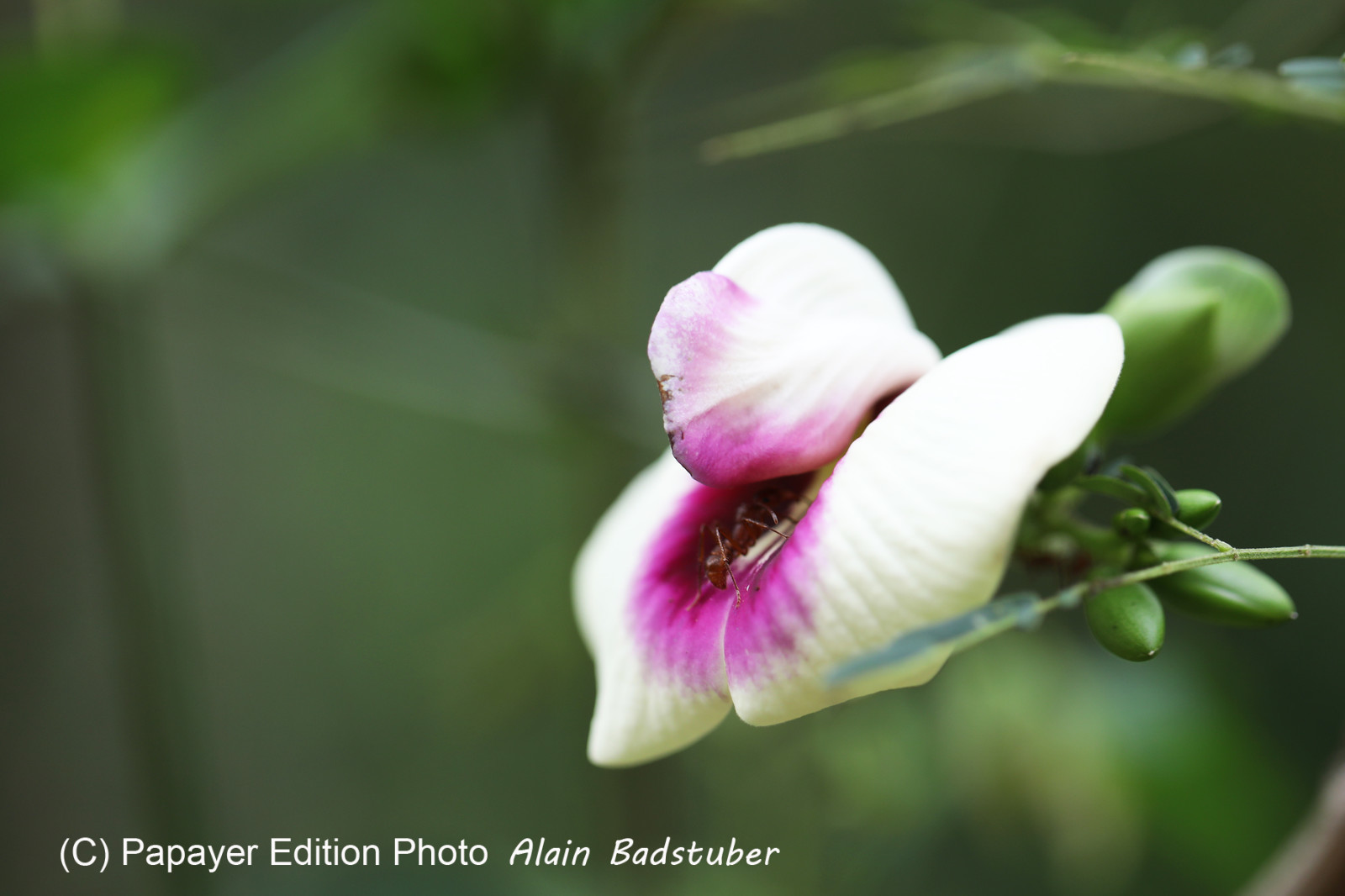 Deuxième séjour à Sarteneja, Bélize, Novembre - Décembre 2021