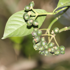 Quatre jours de terrain à Punta Gorda