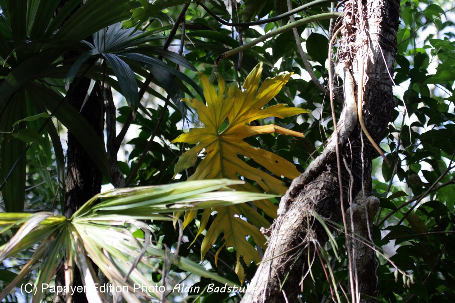 Images_Belize_2011_264