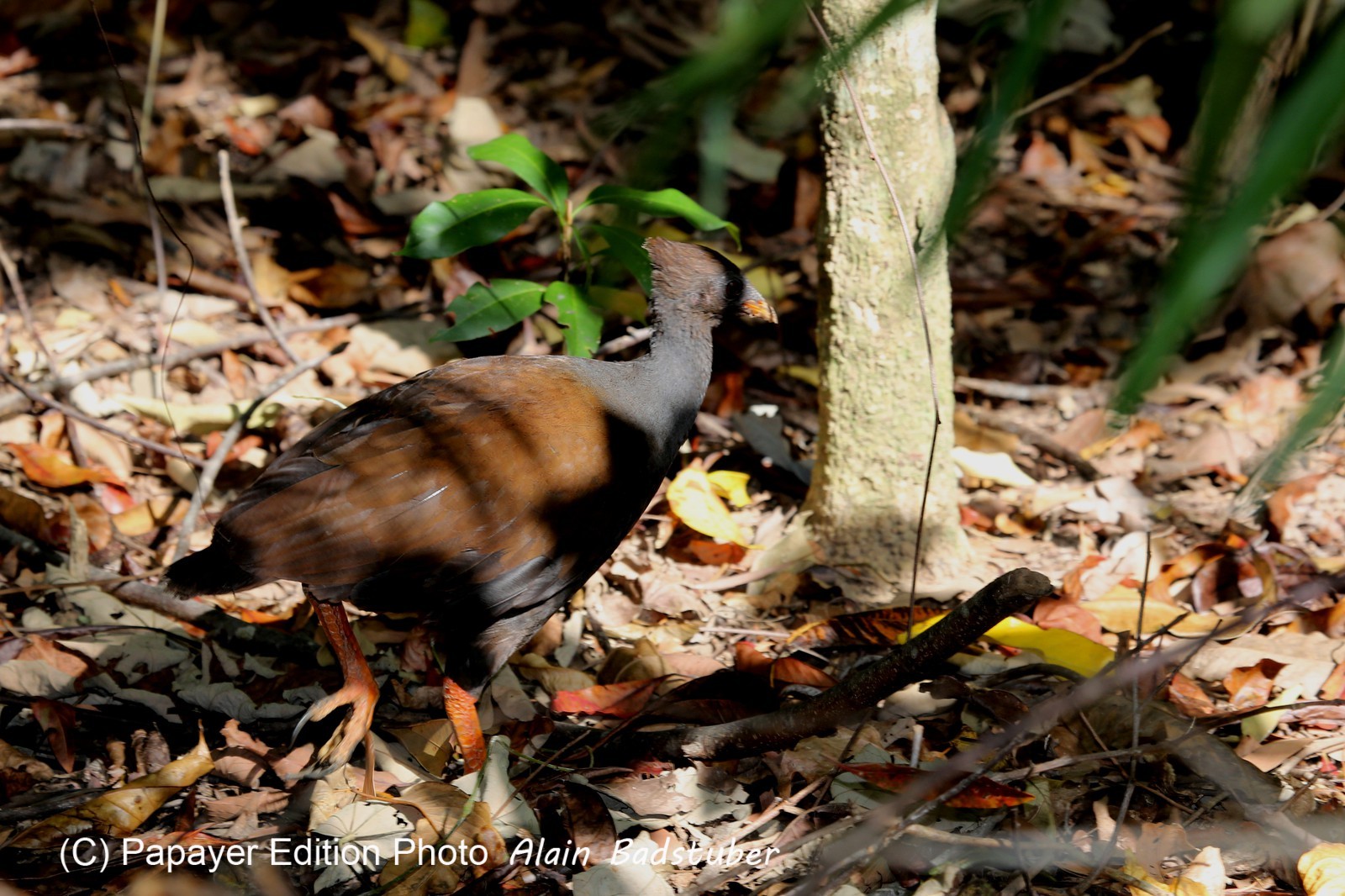 Oiseaux à Cape Tribulation