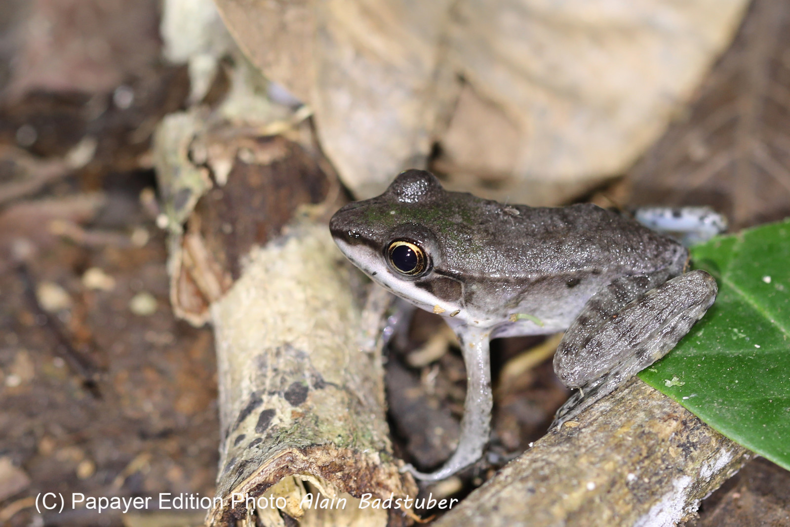 Quatre jours de terrain à Punta Gorda