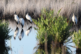 Hopkins, Octobre-Novembre 2021