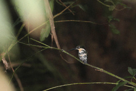 Quatre jours de terrain à Punta Gorda