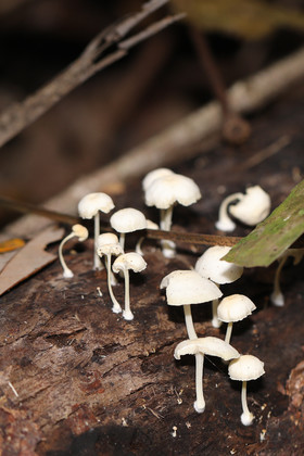 Quatre jours de terrain à Punta Gorda