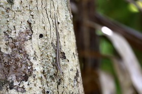 Reptiles à Cape Tribulation