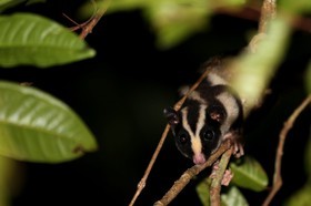 Mammifères à Cape Tribulation