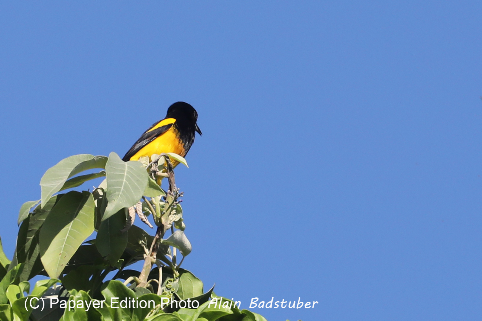 Deuxième séjour à Sarteneja, Bélize, Novembre - Décembre 2021