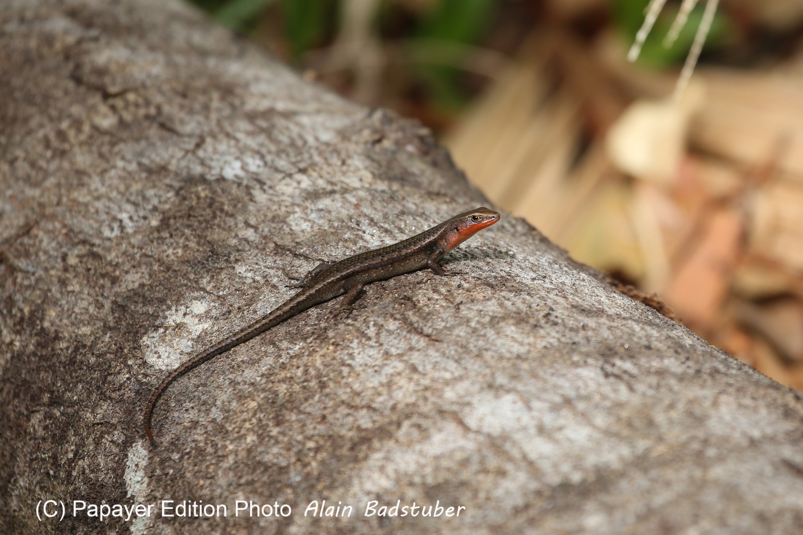 Reptiles à Cape Tribulation