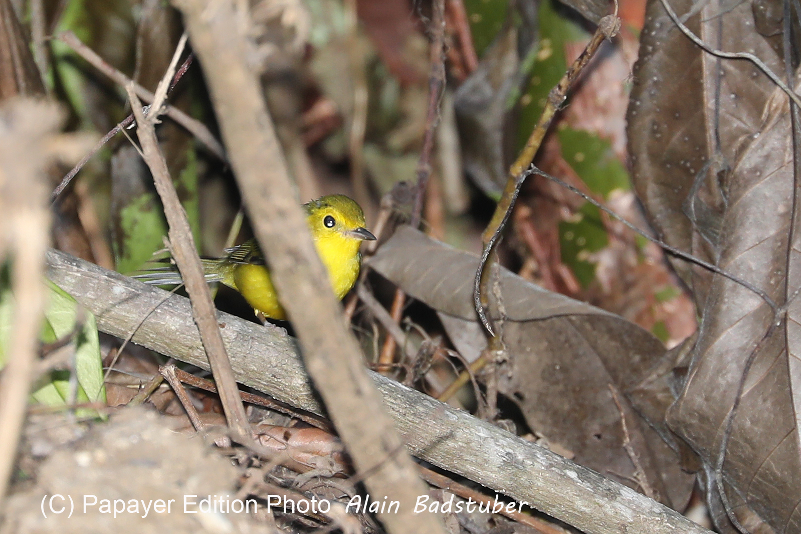 Quatre jours de terrain à Punta Gorda