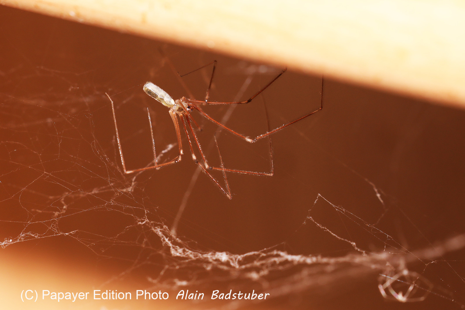 Faune et Flore de Suisse, 2022, Pholcus sp, Gorgier